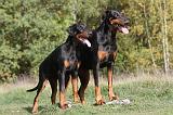 DOBERMANN 198